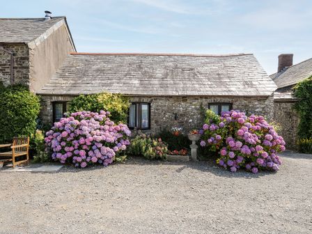 A stone cottage with two windows and large flowering bushes outside at Coach House Cottage in Bude