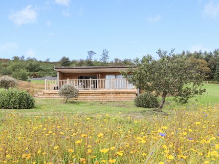 A wooden lodge with a deck surrounded by grass and small trees with wildflowers in front at Meadow Lodge Maerdy near Corwen