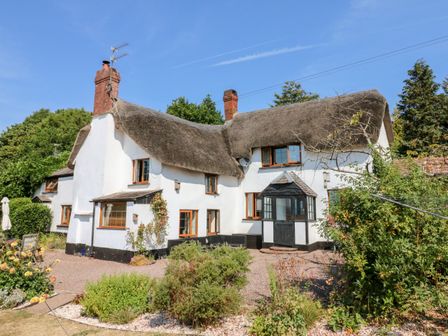 A white thatched roof cottage with a garden and shrubs at The Thatched Cottage in Crediton