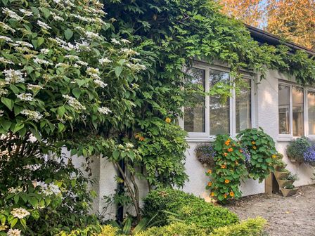 Exterior view of a white building with windows surrounded by green plants and flowers at Primrose End in Jacobstow