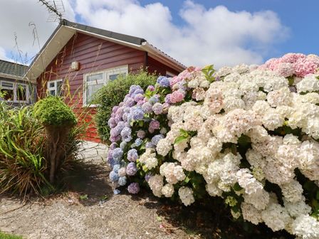 A garden with hydrangea flowers and a red wooden house with white windows under a blue sky at Trevone - Chalet 130 in St Merryn near Padstow