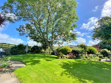 A garden with a large tree surrounded by bushes and flowers with a blue sky at Swallow Cottage in Port Isaac