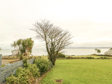 A grassy yard with a leafless tree and palm trees by the sea at Bryn Teg Cottage in Moelfre