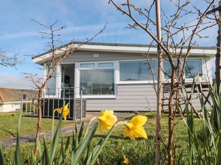 A front garden with daffodils and a small tree in front of a grey single-story house at Wagtails in Norton near Dartmouth