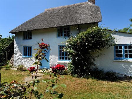A white cottage with a thatched roof blue windows and door surrounded by a garden with roses and greenery at St Gabriels Cottage in Chideock