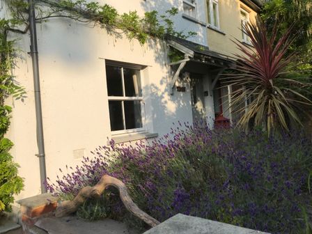 The front of a house with a white exterior wall purple flowers and a large plant near the entrance at Bethel Cottage in Lyme Regis