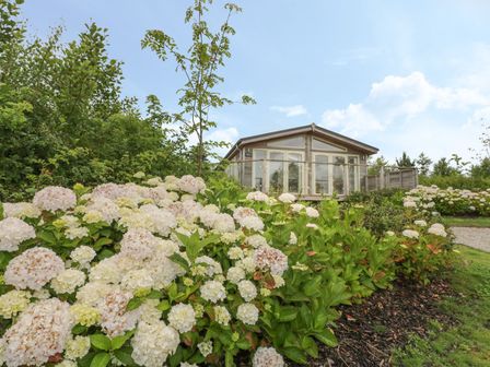A garden with blooming hydrangea flowers in front of a wooden house with glass doors at 11 Faraway Fields in Dobwalls