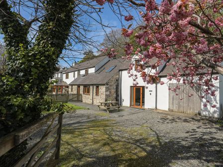 An exterior view of a stone and white plaster house with a gravel driveway picnic table and blooming pink cherry blossom tree at Long Cottage in Penmon near Beaumaris