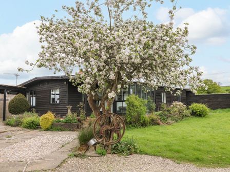 A tree with white blossoms in front of a black wooden building with garden and green grass at The Lodge at Wildersley Farm in Belper