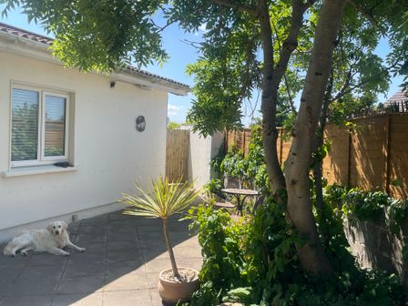 A patio area with a white dog lying on the ground a potted plant a tree and garden furniture at To The Beach in Loughshinny near Skerries