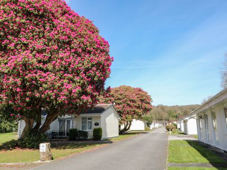 An outdoor view of a pathway with trees and buildings at Willow Lodge in Liskeard