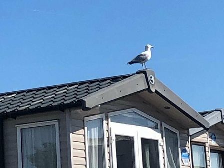 a seagull standing on the roof of a holiday home at Devon Cliffs Holiday Park - Holiday Accommodation 12845 Exmouth