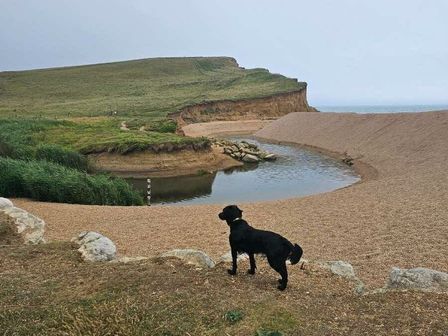 a dog on a gravel area near a water body with hills in the background at Freshwater Beach Holiday Park - Holiday Accommodation 22163, Bridport