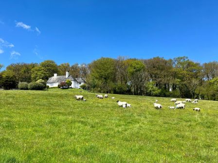A field with sheep grazing and a house in the background at The White House Okehampton