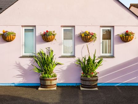 A pink exterior wall with three small windows and six flower pots with plants and flowers at Nectan in Mevagissey
