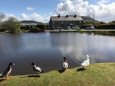 A pond with four ducks on the grass in front of houses and cars at 2 Sea View Cottage in Nefyn