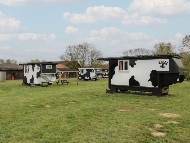 Carabelle (Cow Shed 7)