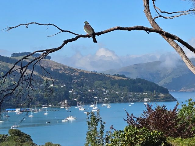 Laneside - Akaroa Holiday Cottage - 1175202 - photo 2