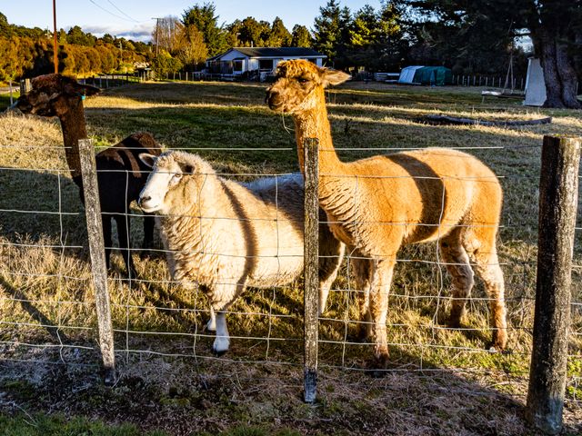 Taylor Lodge Adventure Base -  Erua Holiday Home - 1178671 - photo 2