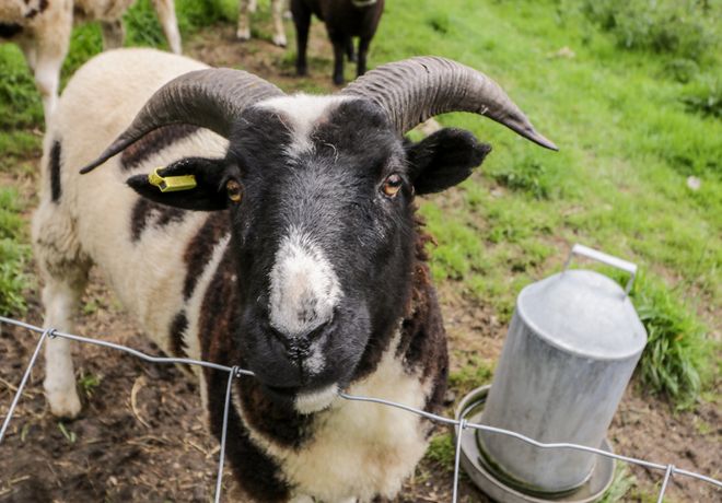 The Sheep Shack - Somerset & Wiltshire - 1060816 - thumbnail photo 20