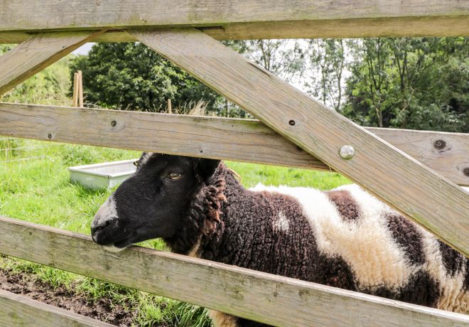 The Sheep Shack - Somerset & Wiltshire - 1060816 - thumbnail photo 21