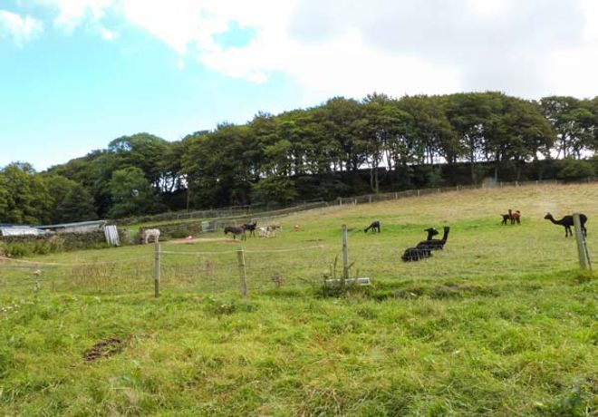 The Old Piggery - Yorkshire Dales - 916394 - thumbnail photo 18