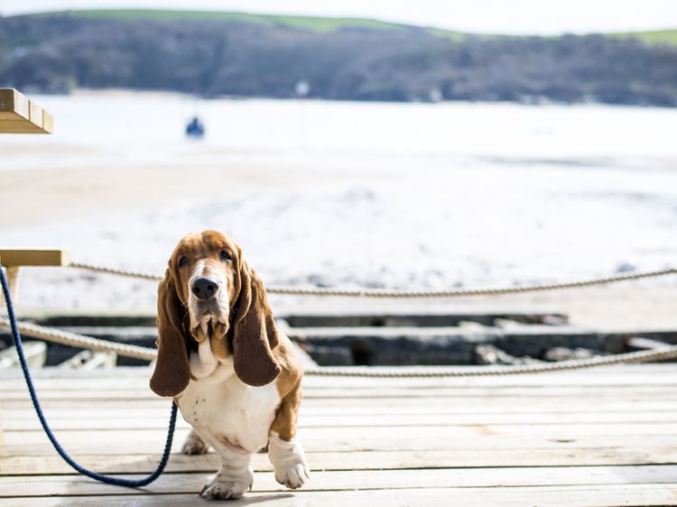 can a aidi and a basset hound be friends