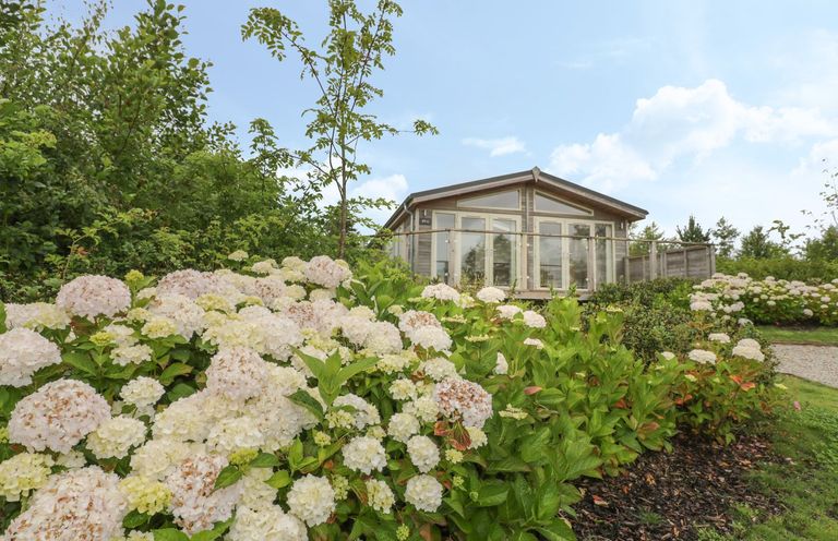 A garden with blooming hydrangea flowers in front of a wooden house with glass doors at 11 Faraway Fields in Dobwalls