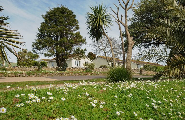 A garden with white daisies palm trees and residential houses behind a stone wall at Chalet 33 at Landscove Holiday Park in Brixham