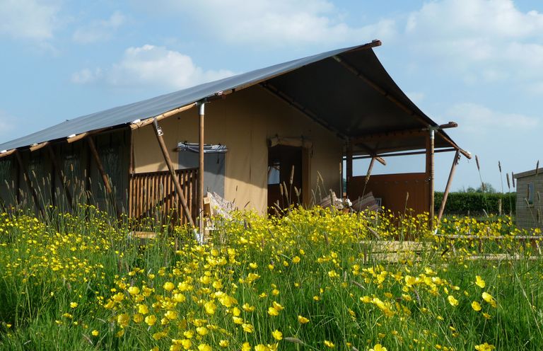 A tent-like structure with a covered porch in a field of yellow wildflowers at Braeburn Lodge Coxbridge near Glastonbury