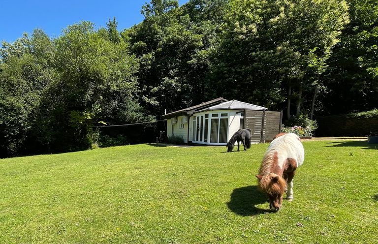 A grassy yard with two small horses near a small building surrounded by trees at Badger View in Culverstone Green near Chatham