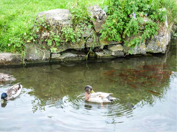 Holiday cottage in Tissington, Derbyshire - Photo 10